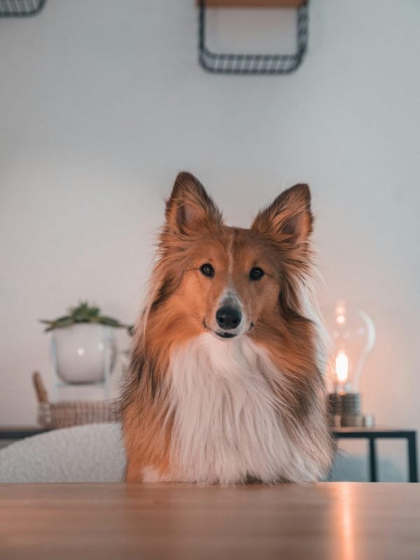 pexels-ryank-26689641 pexels-ryank-26689641